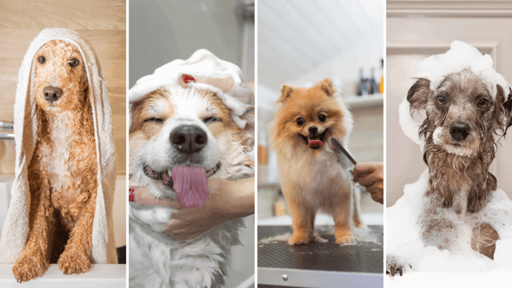 banho-e-tosa-uberlandia